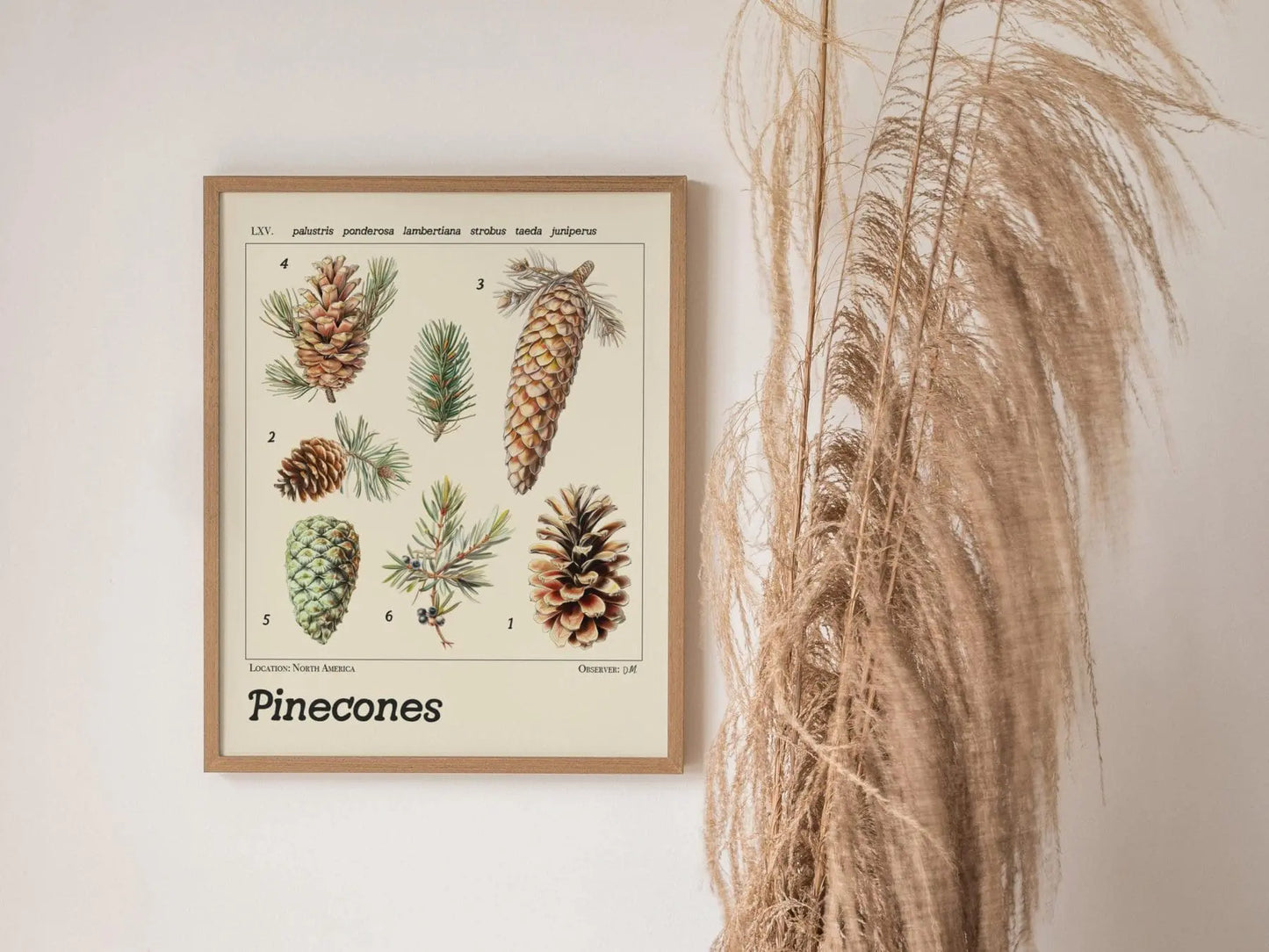 Pinecone Vintage Style Scientific Illustration Framed Poster, Pine Tree Wall Art Forest Print Mountain House Home Woods Cabin Nature Decor