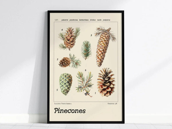 Framed botanical poster featuring illustrations of six distinct pinecones, labeled with scientific names. Set against a light background, it highlights North American species and decorative text.