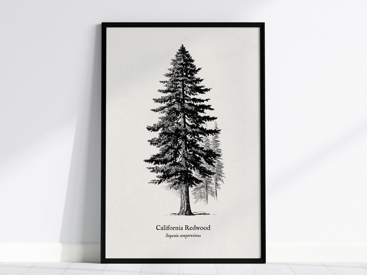 Trees Pen & Ink Gallery Wall | Ponderosa Pine | Set of 8 Matching Framed Prints