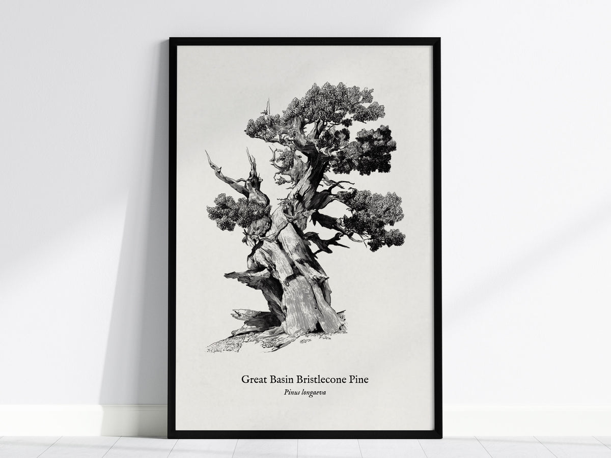 Trees Pen & Ink Gallery Wall | Joshua Tree & Banyan Tree | Set of 3 Framed Prints
