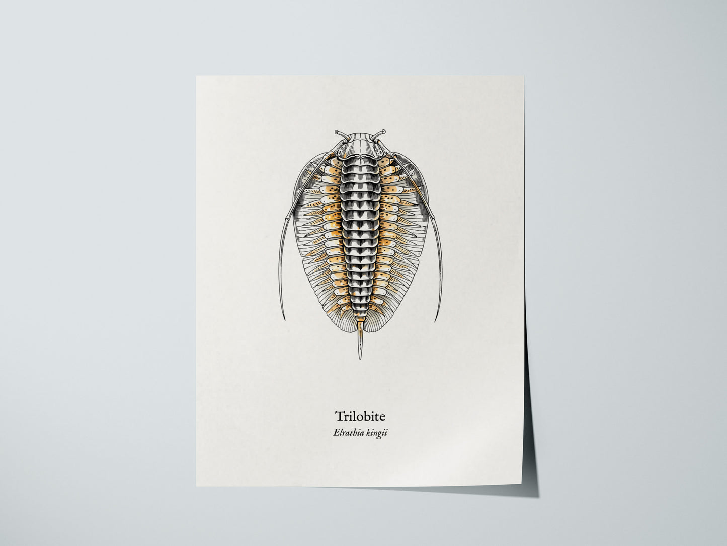 Trilobite Poster | Vintage Elrathia kingii Zoological Illustration Wall Art — giclée print detail on matte paper