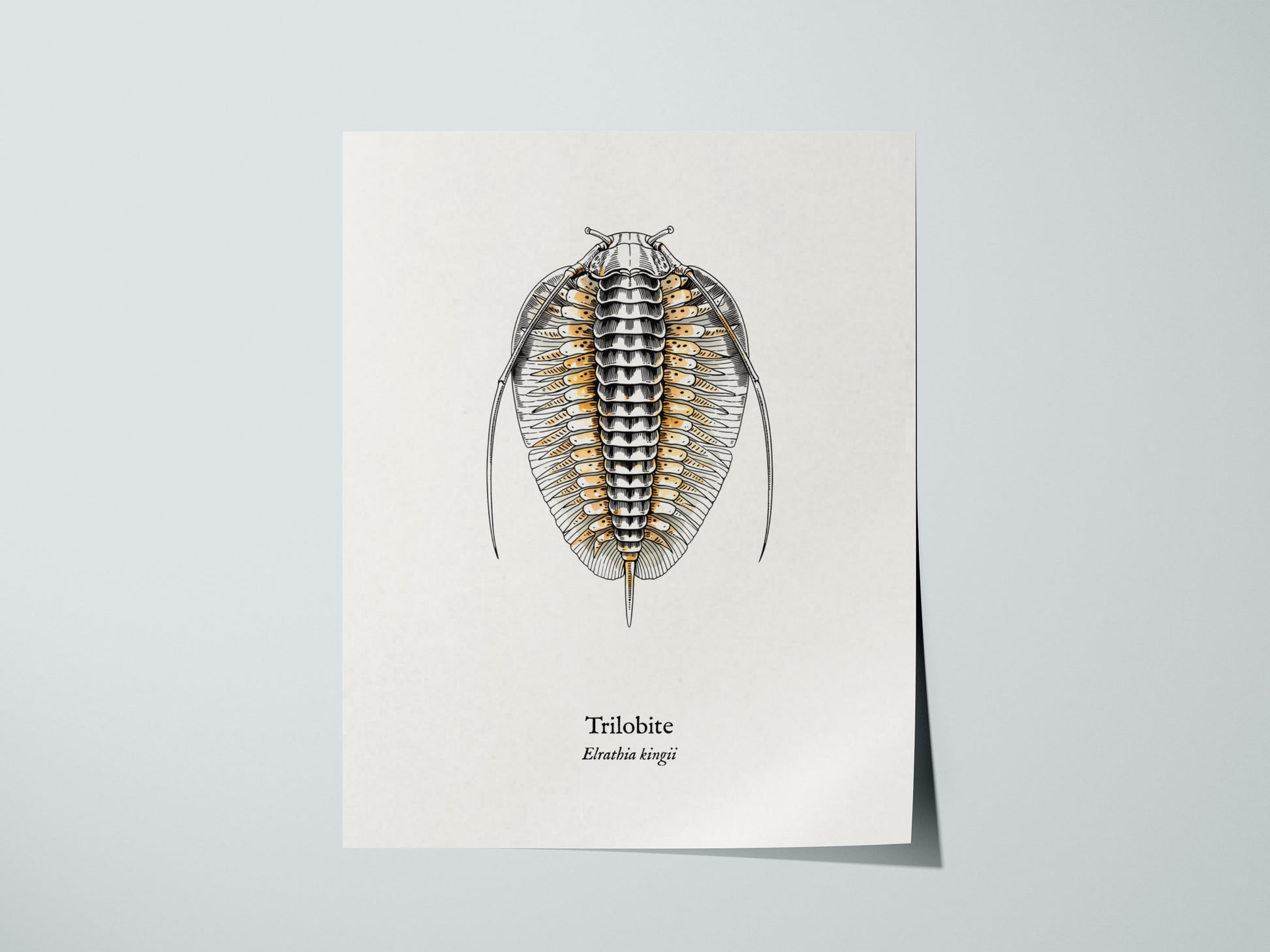 Trilobite Poster | Vintage Elrathia kingii Zoological Illustration Wall Art — giclée print detail on matte paper