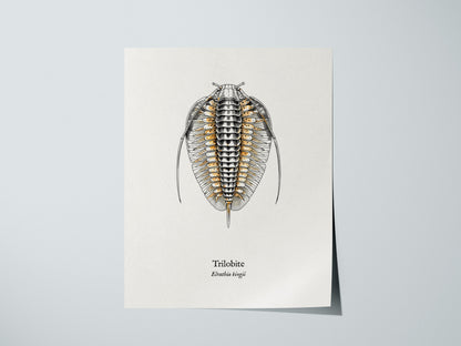 Trilobite Poster | Vintage Elrathia kingii Zoological Illustration Wall Art — giclée print detail on matte paper