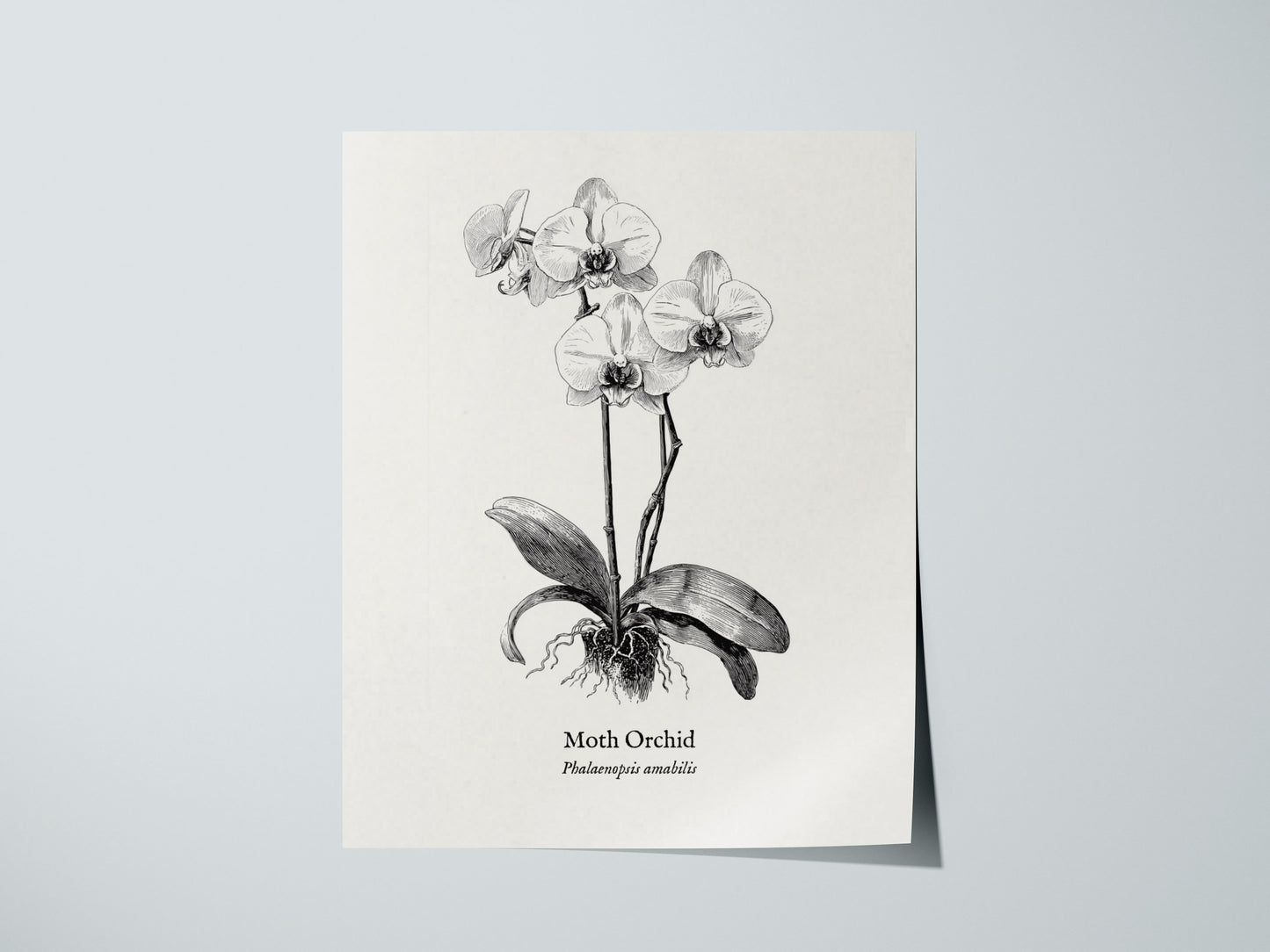 Print 01