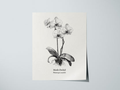 Print 01