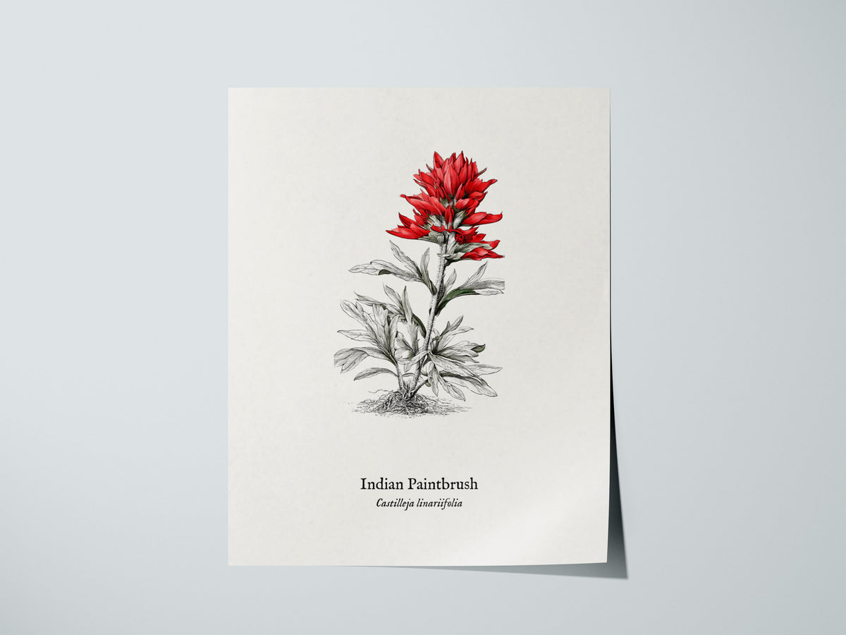 Indian Paintbrush Poster | Castilleja Linariifolia Pen and Ink Print Vintage Botanical Illustration — giclée print detail on