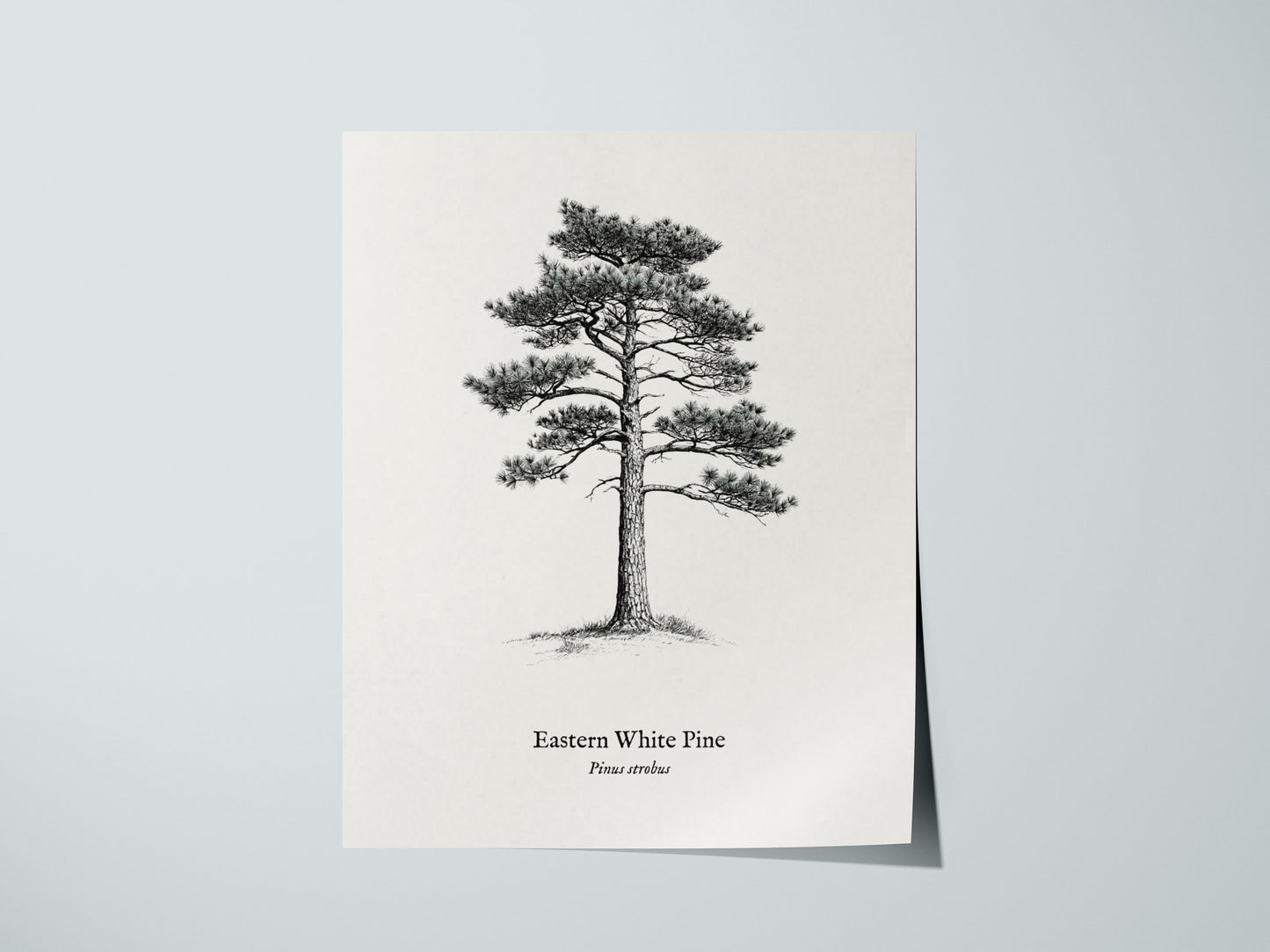 Print 01