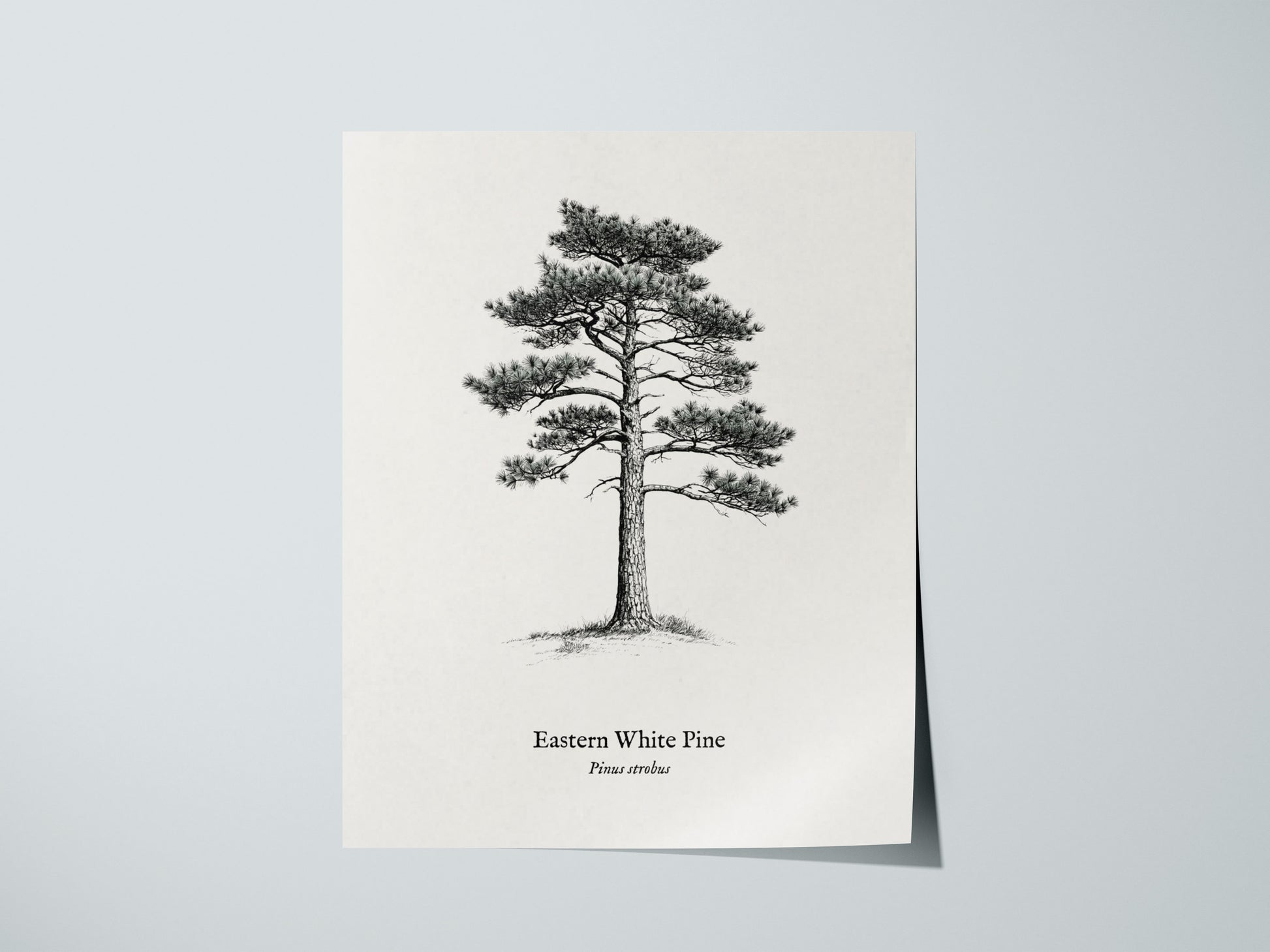 Print 01