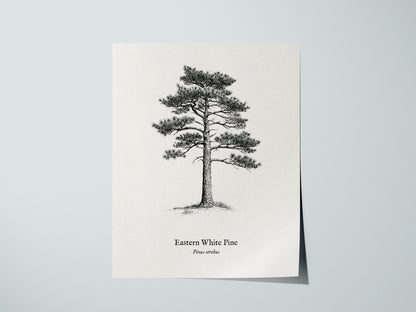 Print 01