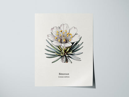 Bitterroot Poster | Lewisia rediviva Pen and Ink Print Vintage Botanical Illustration Wall Art — giclée print detail on matte