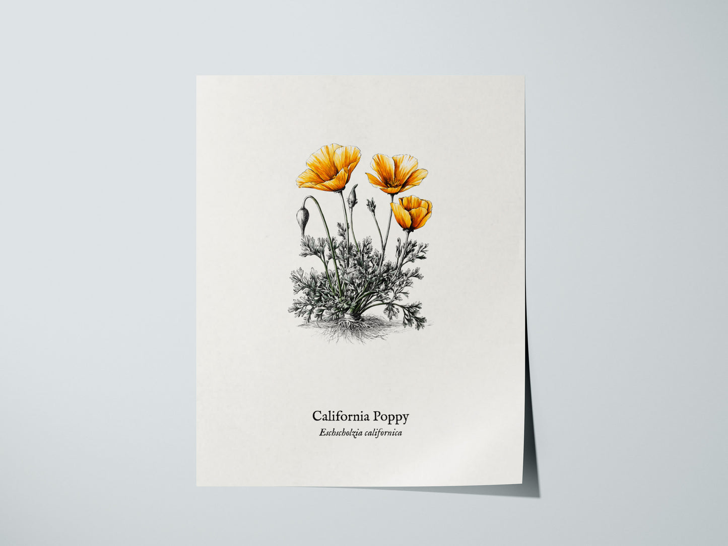 California Poppy Poster | Vintage Eschscholzia californica Botanical Illustration Wall Art — giclée print detail on matte pap
