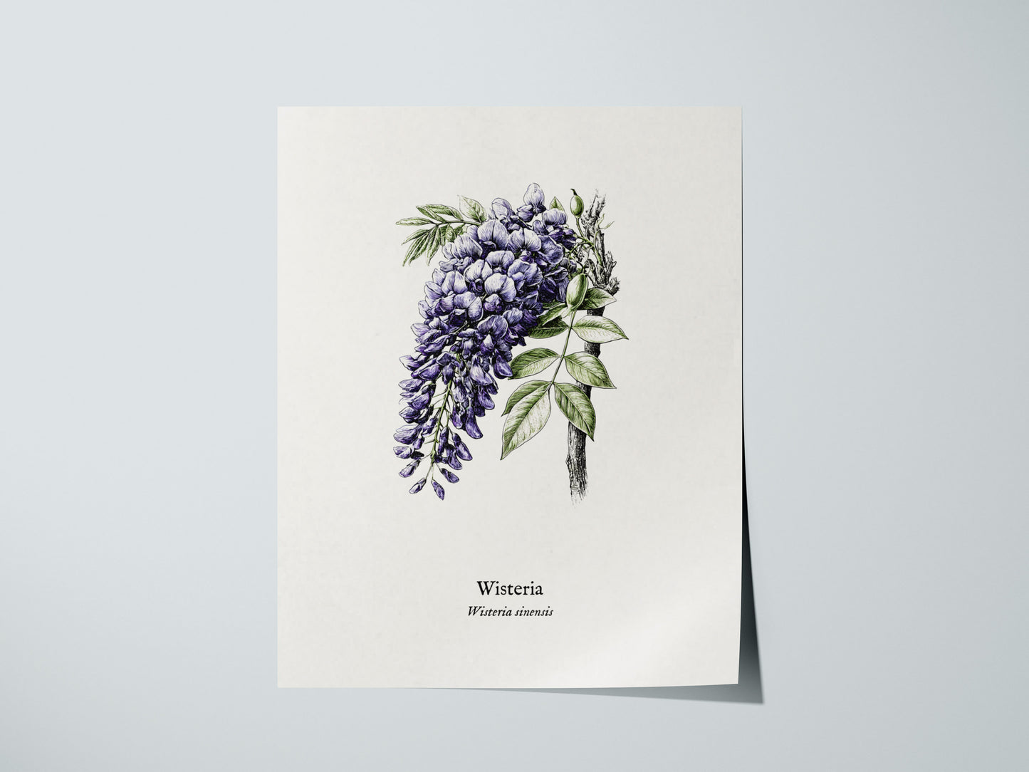 Wisteria Poster | Vintage Wisteria sinensis Botanical Illustration Wall Art — giclée print detail on matte paper
