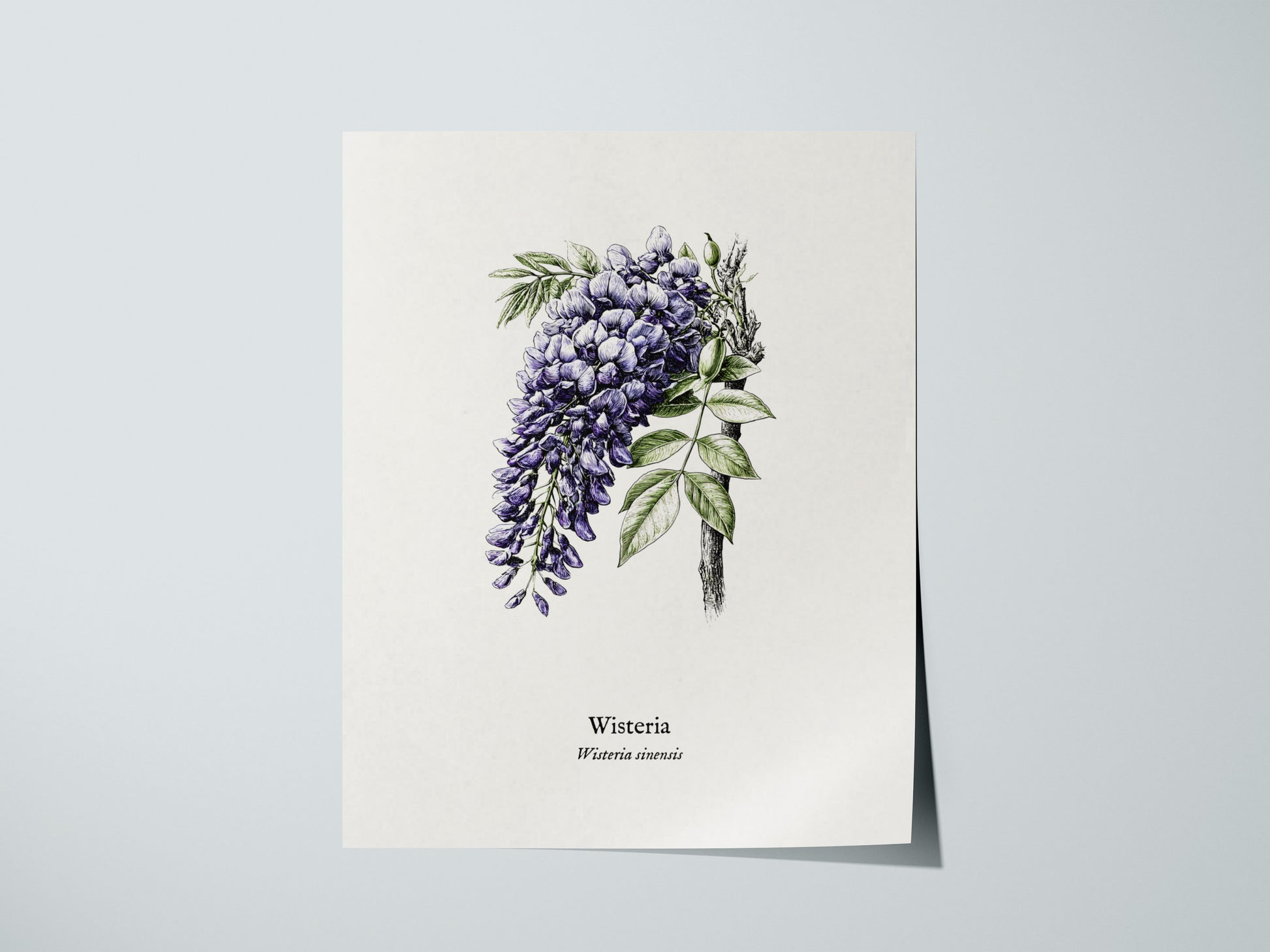 Wisteria Poster | Vintage Wisteria sinensis Botanical Illustration Wall Art — giclée print detail on matte paper