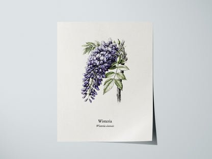 Wisteria Poster | Vintage Wisteria sinensis Botanical Illustration Wall Art — giclée print detail on matte paper