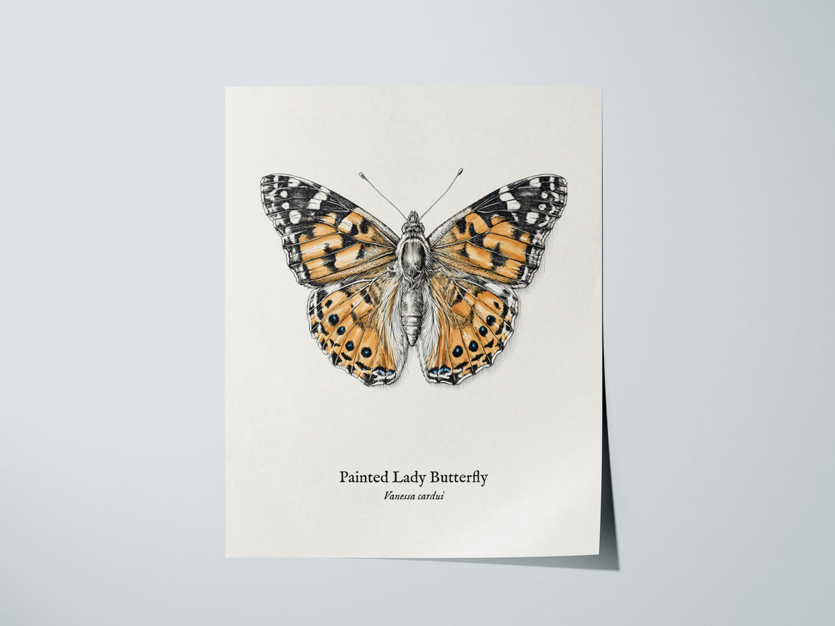 Painted Lady Butterfly Poster | Vintage Vanessa cardui Zoological Illustration Wall Art — giclée print detail on matte paper
