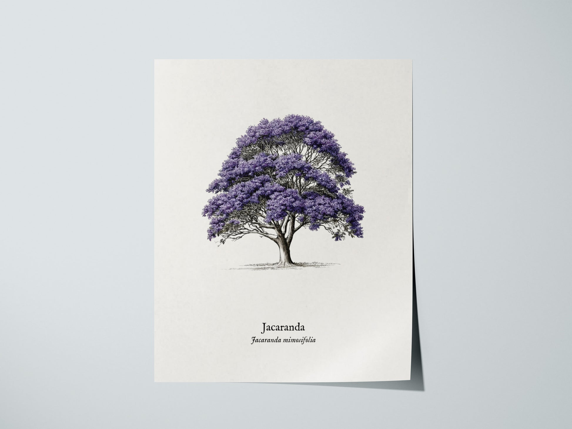 Jacaranda Poster | Vintage Jacaranda mimosifolia Botanical Illustration Wall Art — giclée print detail on matte paper