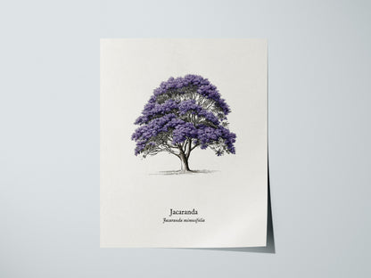 Jacaranda Poster | Vintage Jacaranda mimosifolia Botanical Illustration Wall Art — giclée print detail on matte paper