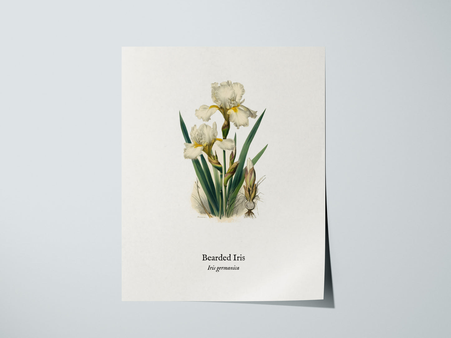 Bearded Iris Poster | Iris germanica Pen and Ink Print Vintage Botanical Illustration Wall Art — giclée print detail on matte