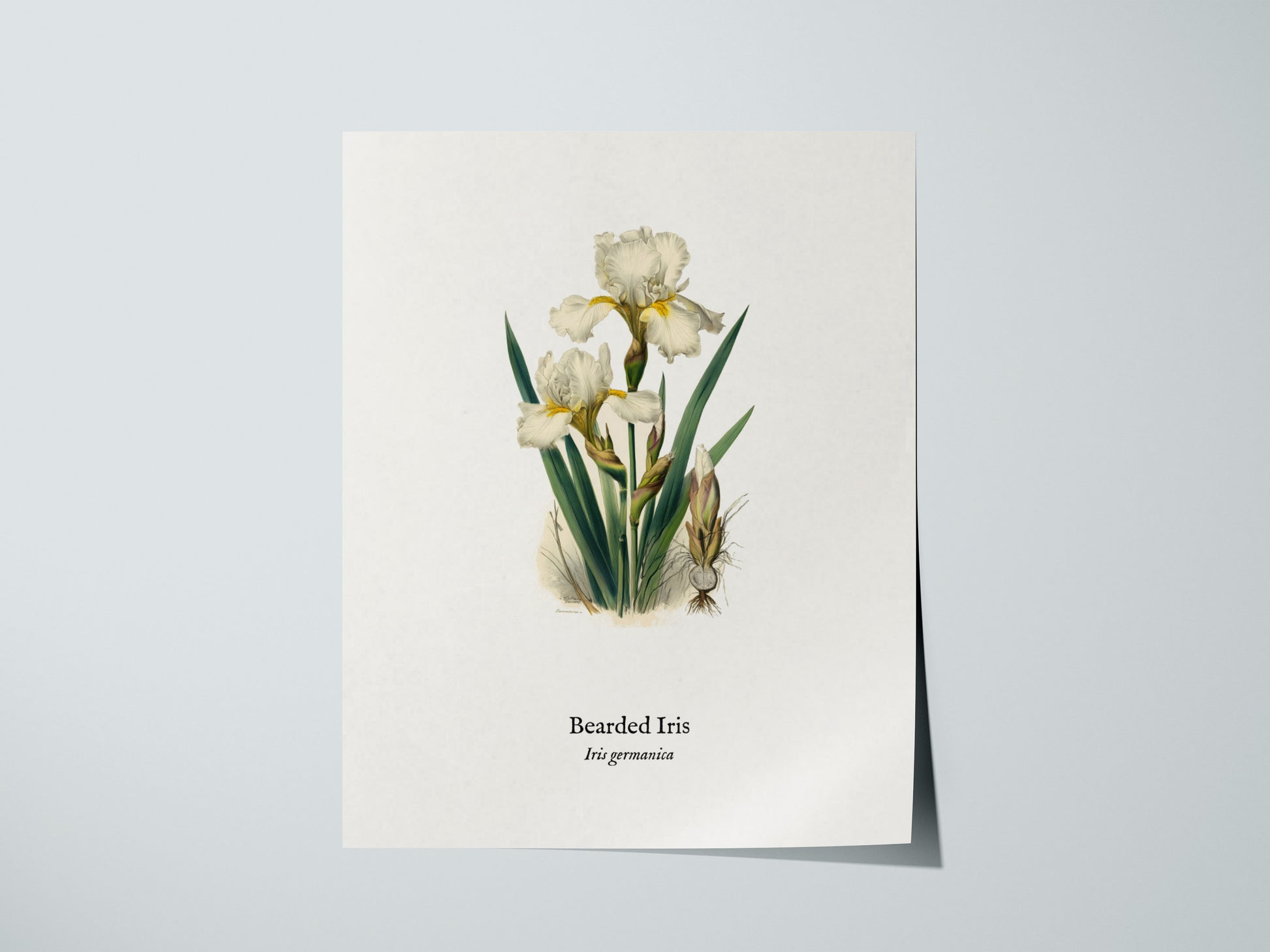 Bearded Iris Poster | Iris germanica Pen and Ink Print Vintage Botanical Illustration Wall Art — giclée print detail on matte