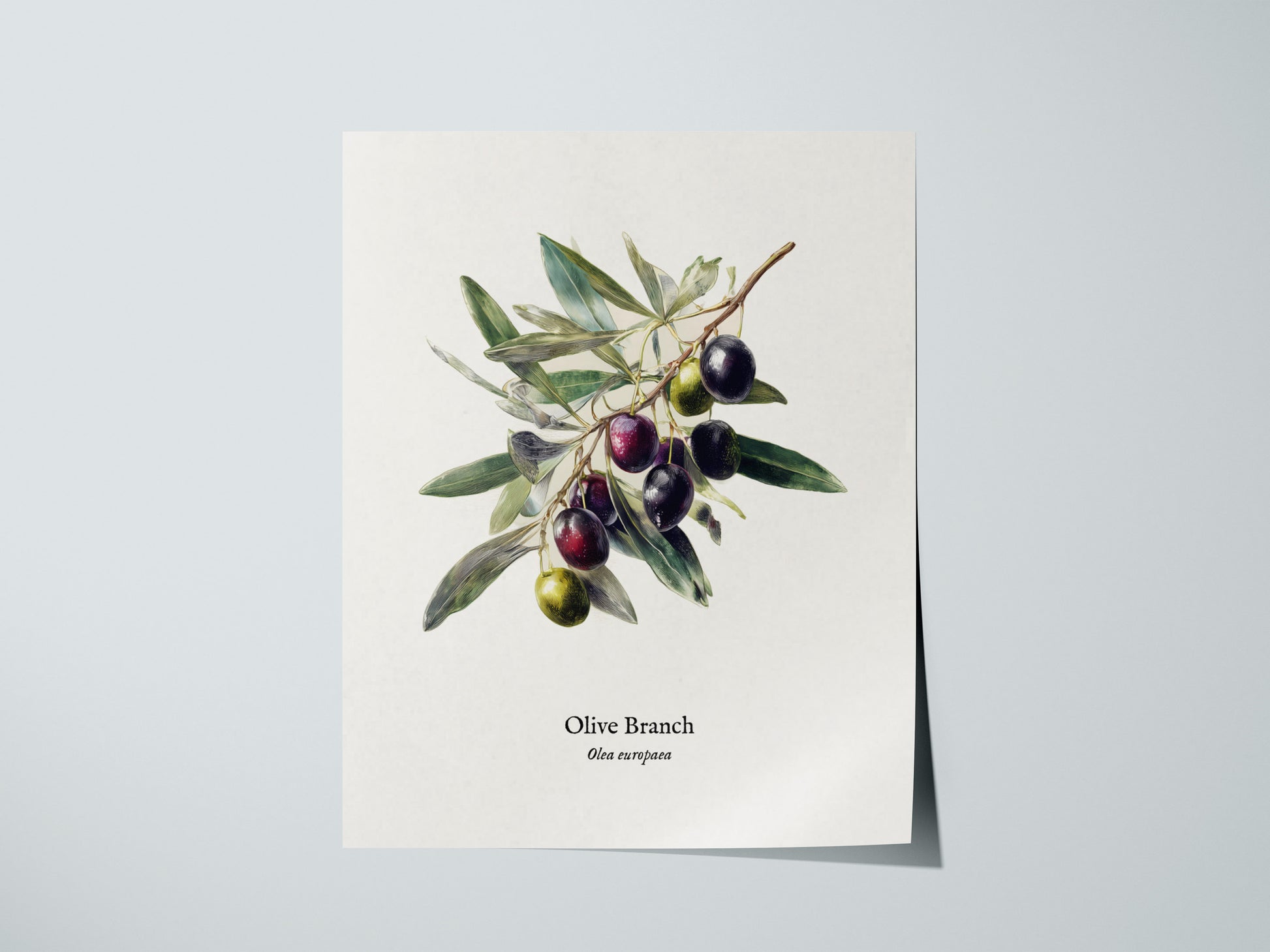 Olive Branch Poster | Vintage Olea europaea Botanical Illustration Wall Art — giclée print detail on matte paper