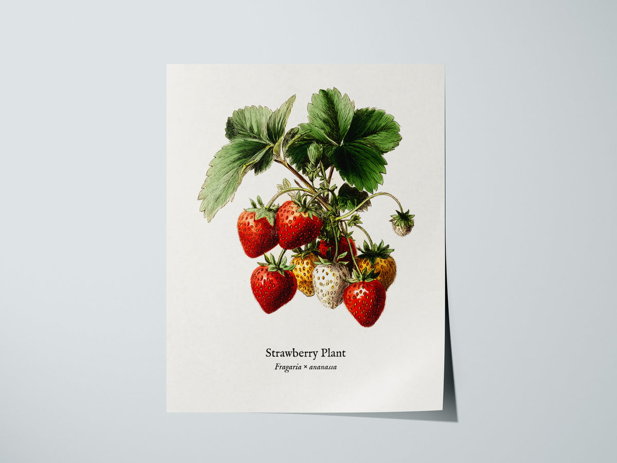 Strawberry Plant Poster | Vintage Fragaria × ananassa Botanical Illustration Wall Art — giclée print detail on matte paper