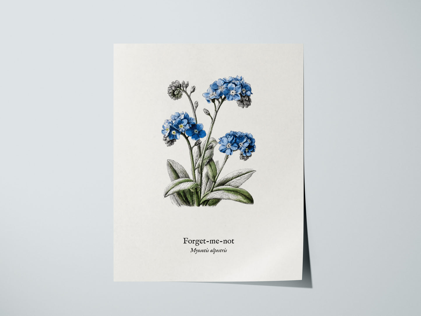 Forget-Me-Not Poster | Vintage Myosotis Alpestris Botanical Illustration Wall Art — giclée print detail on matte paper