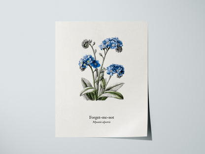 Forget-Me-Not Poster | Vintage Myosotis Alpestris Botanical Illustration Wall Art — giclée print detail on matte paper