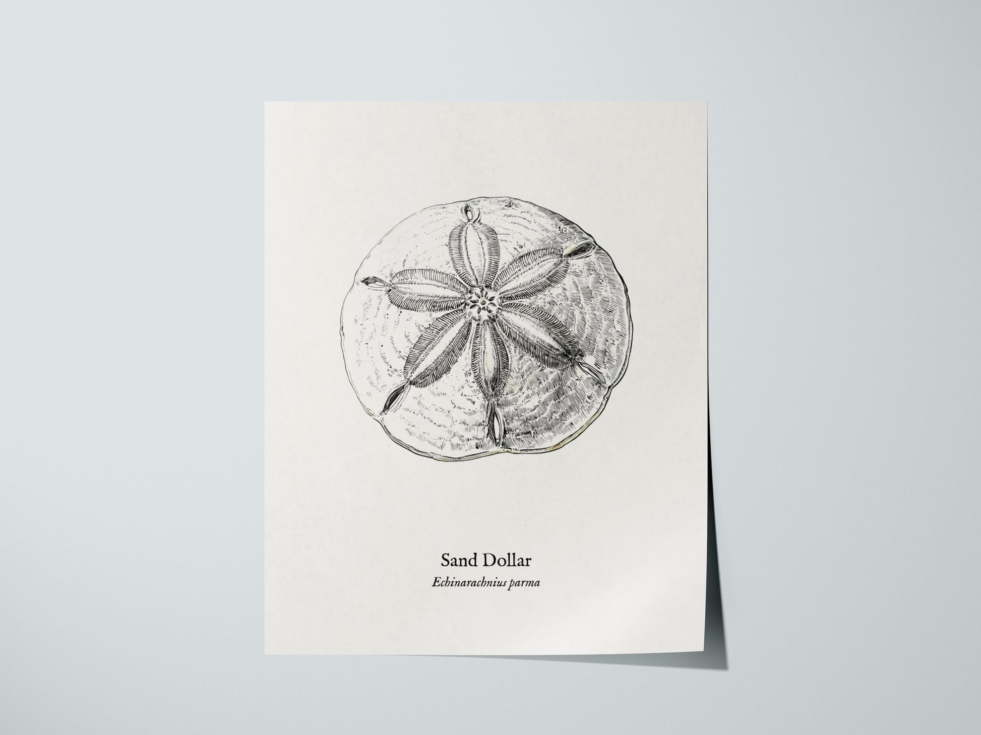Sand Dollar Poster | Vintage Echinarachnius parma Zoological Illustration Wall Art — giclée print detail on matte paper