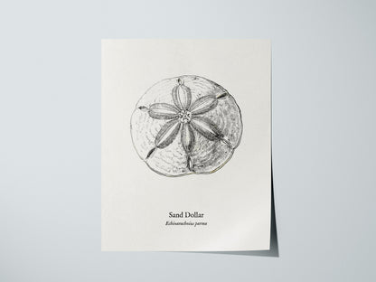 Sand Dollar Poster | Vintage Echinarachnius parma Zoological Illustration Wall Art — giclée print detail on matte paper