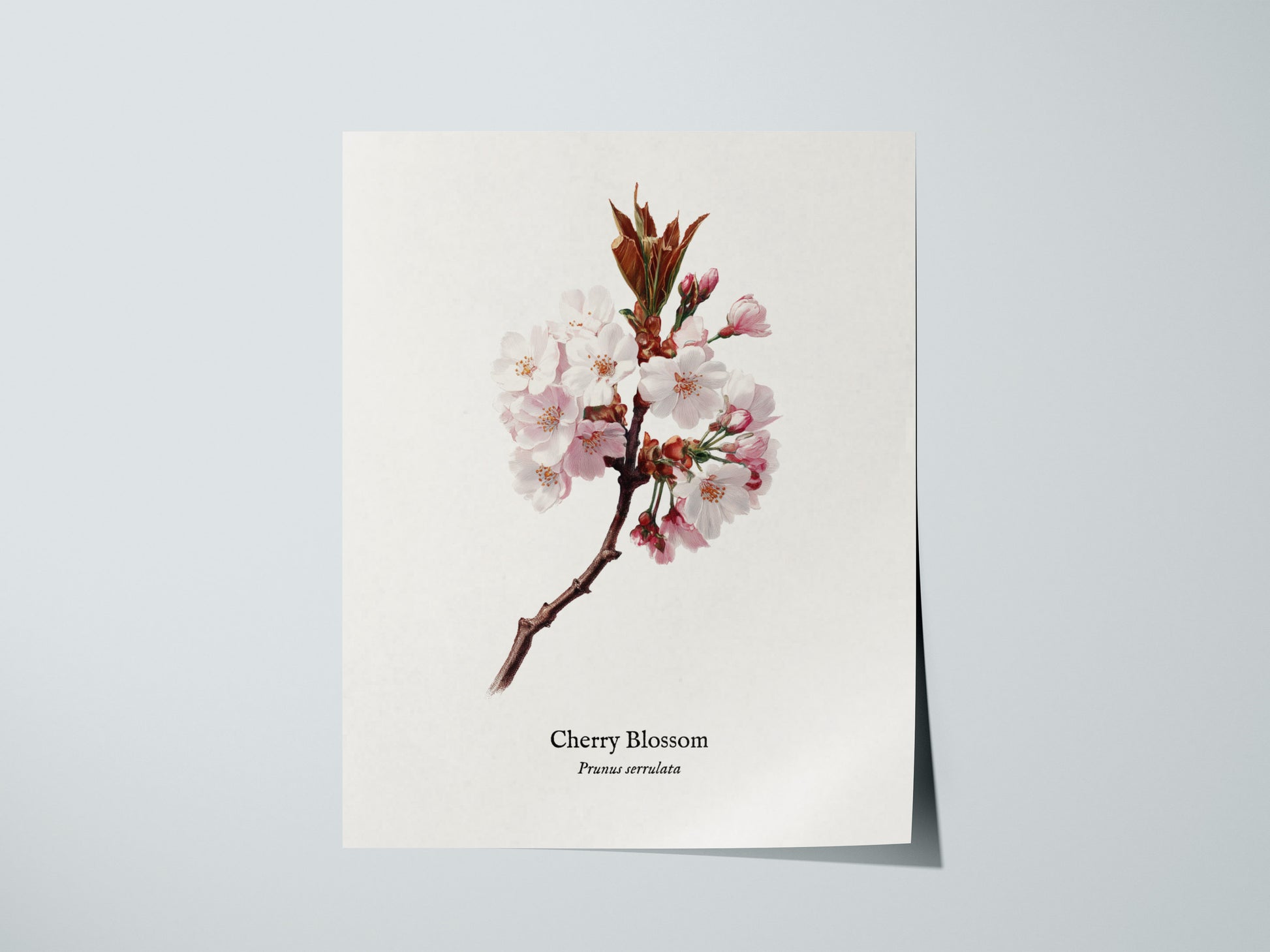 Print 01
