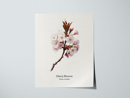 Print 01
