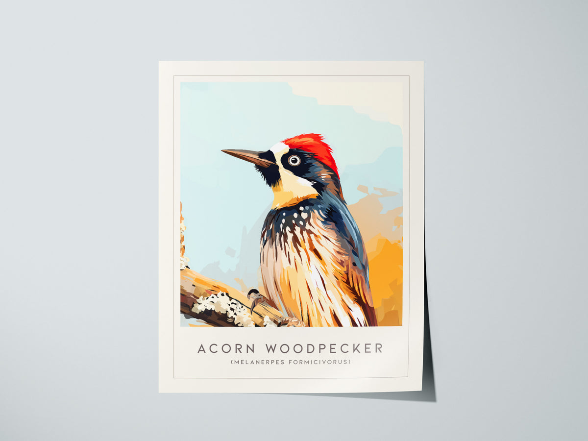 Acorn Woodpecker, Melanerpes formicivorus Poster | Bold Bird Wall Art Nature Print — giclée print detail on matte paper
