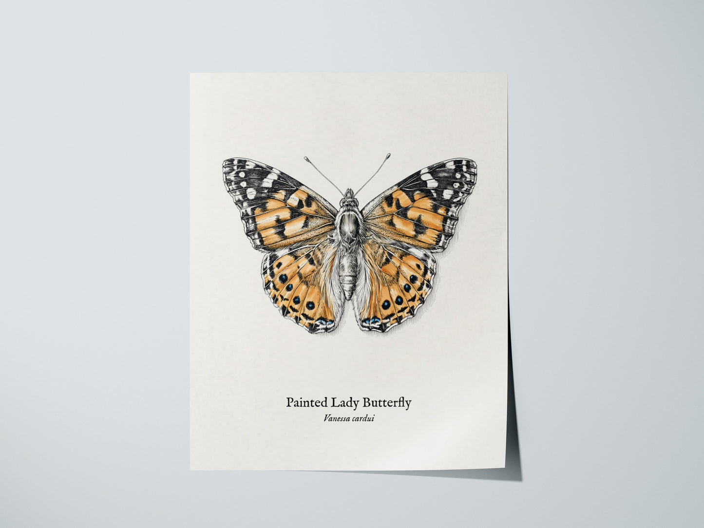 Painted Lady Butterfly Poster | Vintage Vanessa cardui Zoological Illustration Wall Art — giclée print detail on matte paper