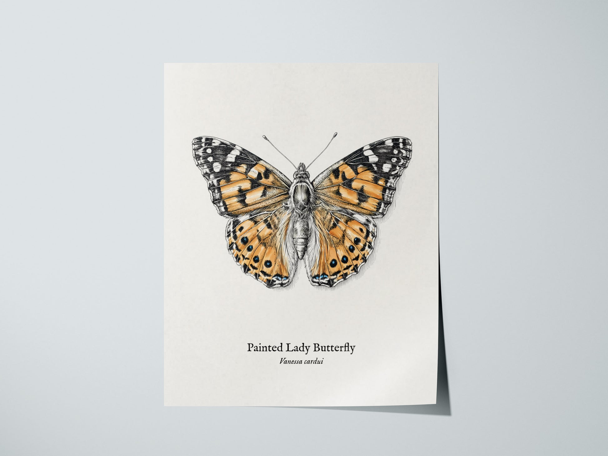 Painted Lady Butterfly Poster | Vintage Vanessa cardui Zoological Illustration Wall Art — giclée print detail on matte paper