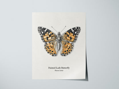 Painted Lady Butterfly Poster | Vintage Vanessa cardui Zoological Illustration Wall Art — giclée print detail on matte paper