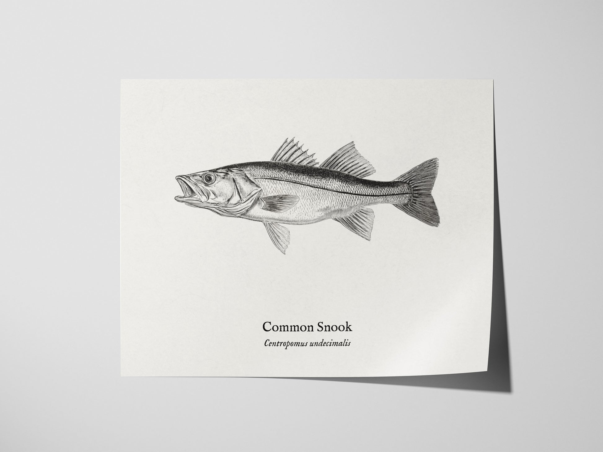 Common Snook Landscape Poster | Centropomus undecimalis Ink Illustration Zoological Wall Art — giclée print detail on matte p