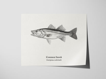 Common Snook Landscape Poster | Centropomus undecimalis Ink Illustration Zoological Wall Art — giclée print detail on matte p