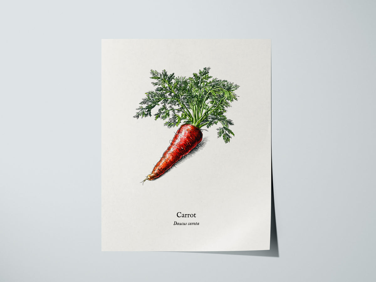 Carrot Poster | Daucus Carota Pen and Ink Print | Vintage Botanical Illustration Wall Art — giclée print detail on matte pape