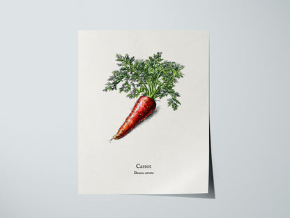 Carrot Poster | Daucus Carota Pen and Ink Print | Vintage Botanical Illustration Wall Art — giclée print detail on matte pape