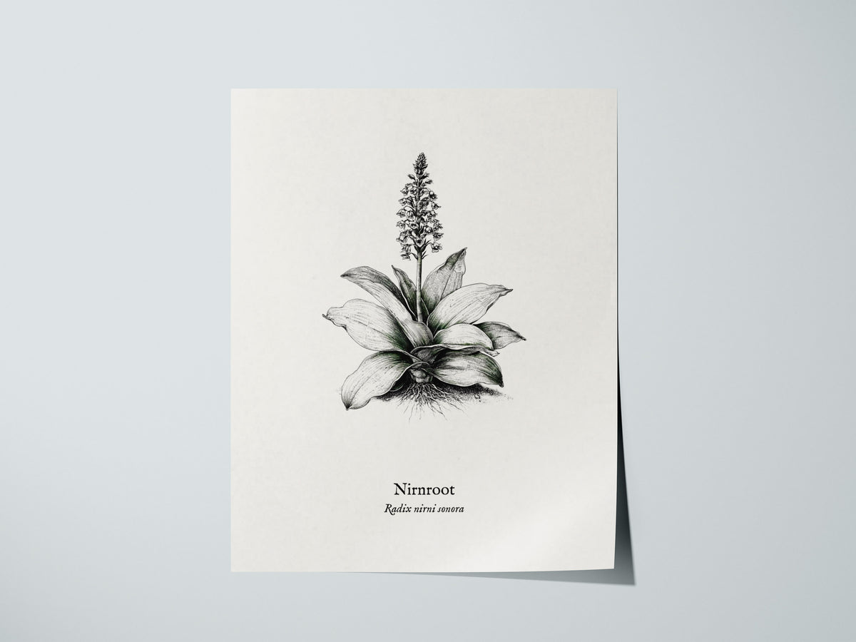 Nirnroot Poster | Radix Nirni Sonora Pen and Ink Print Vintage Botanical Illustration Wall Art — giclée print detail on matte