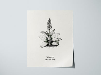Nirnroot Poster | Radix Nirni Sonora Pen and Ink Print Vintage Botanical Illustration Wall Art — giclée print detail on matte
