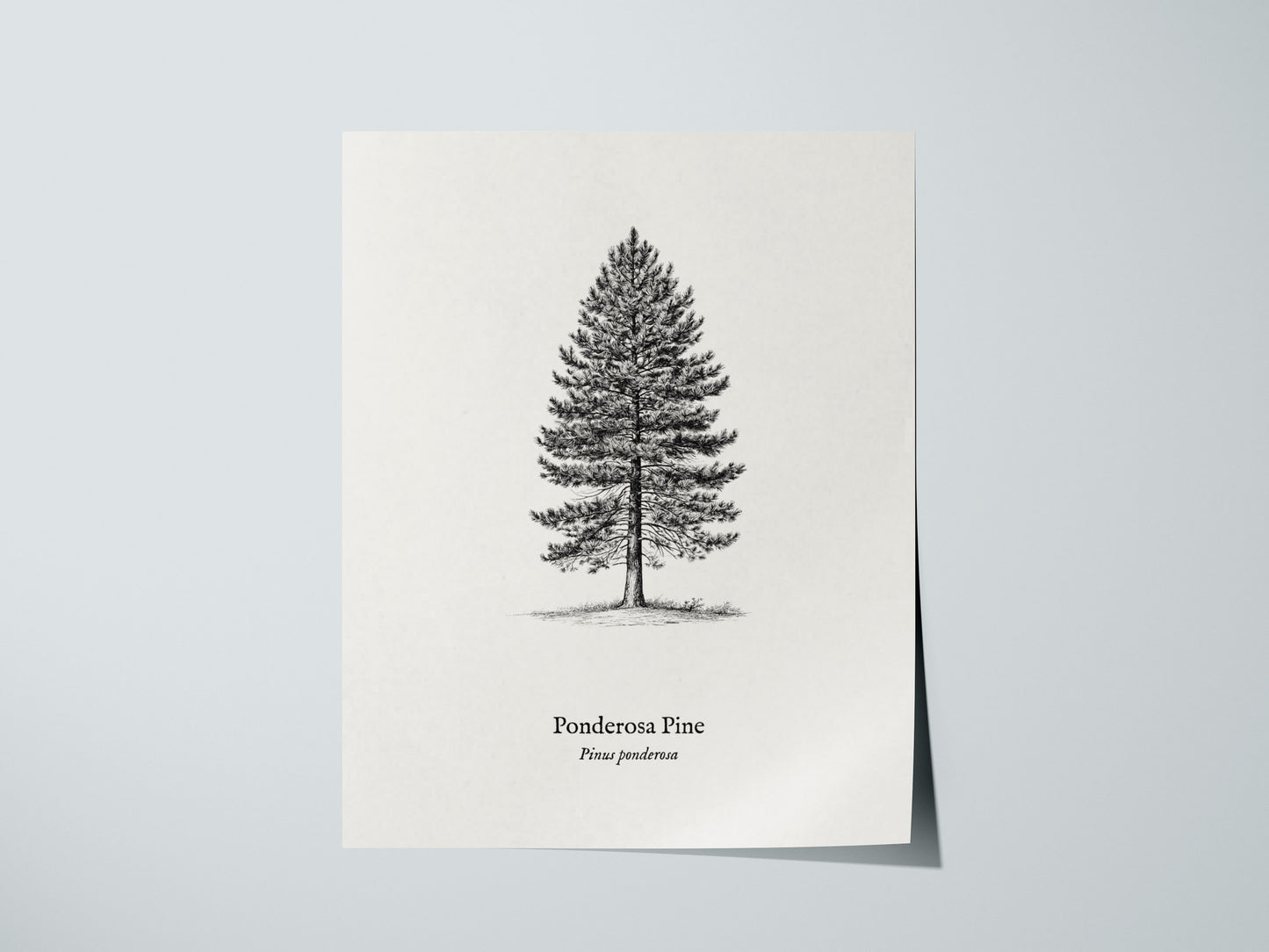 Ponderosa Pine Poster | Vintage Pinus ponderosa Botanical Illustration Wall Art — giclée print detail on matte paper