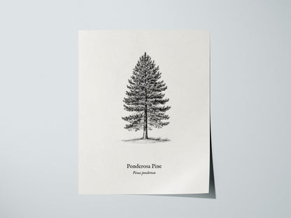 Ponderosa Pine Poster | Vintage Pinus ponderosa Botanical Illustration Wall Art — giclée print detail on matte paper