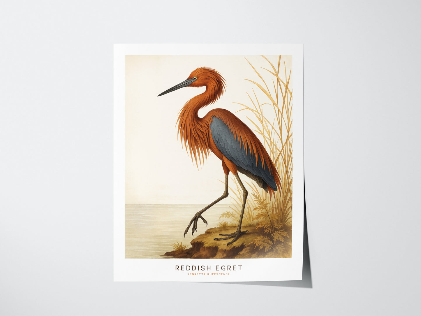A vintage-style poster features a Reddish Egret with rust-colored plumage and deep slate-blue wings, standing beside water and tall grasses. This wall art captures the elegance of the bird against a soft, neutral background.