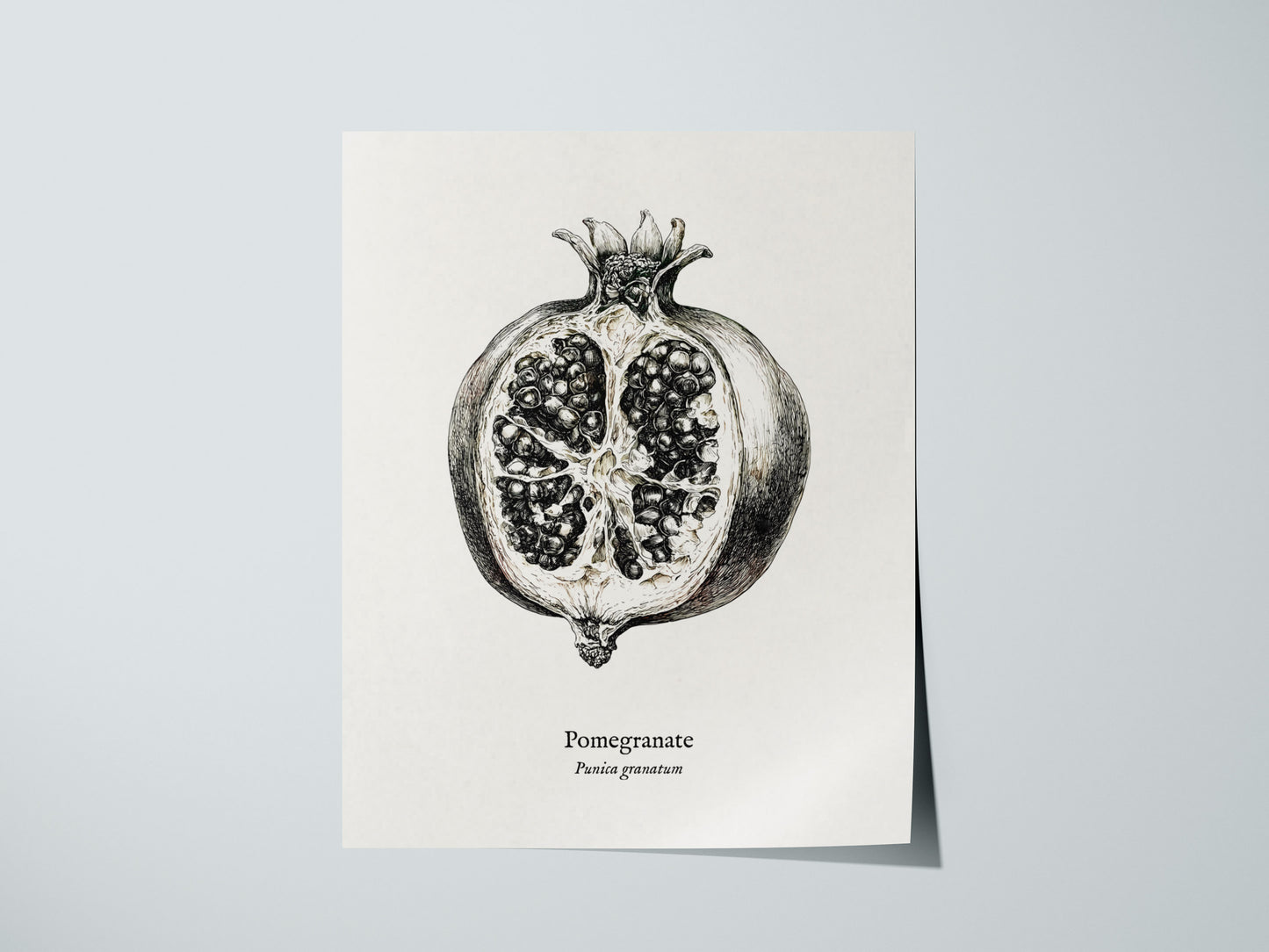 Pomegranate Poster | Vintage Punica granatum Botanical Illustration Wall Art — giclée print detail on matte paper