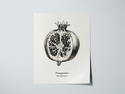 Pomegranate Poster | Vintage Punica granatum Botanical Illustration Wall Art — giclée print detail on matte paper