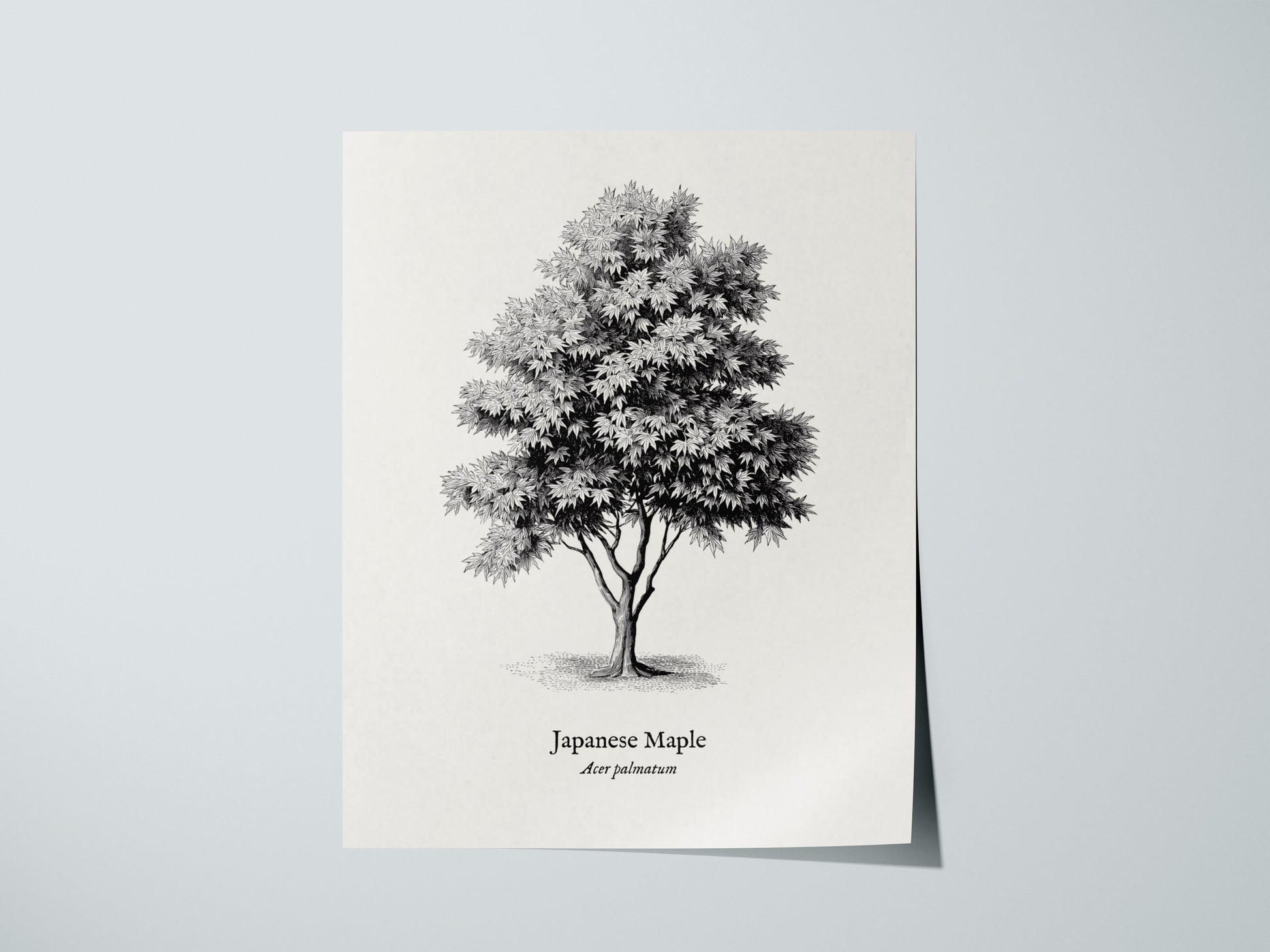 Print 01