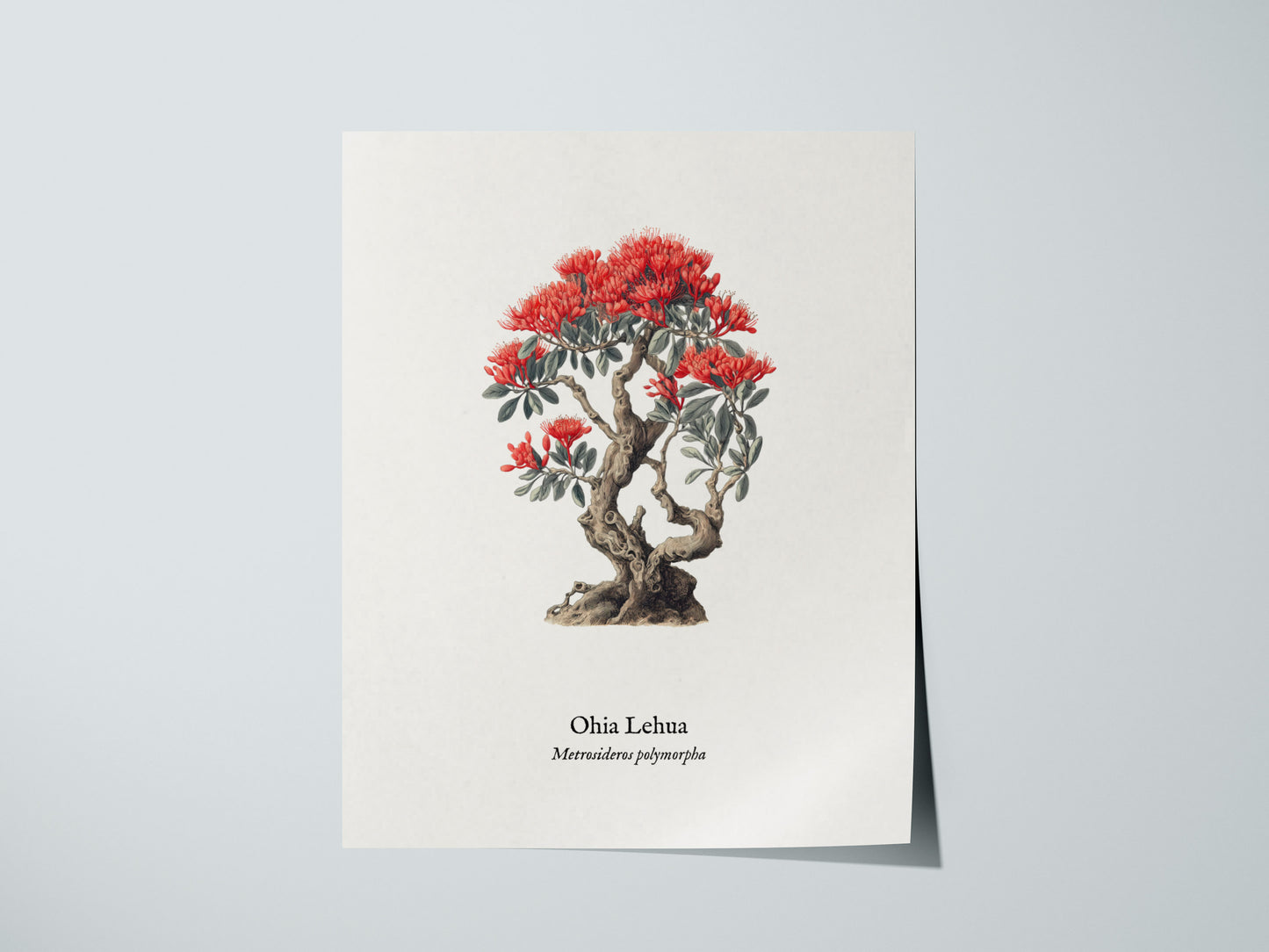Ohia Lehua Poster | Vintage Metrosideros polymorpha Botanical Illustration Wall Art — giclée print detail on matte paper