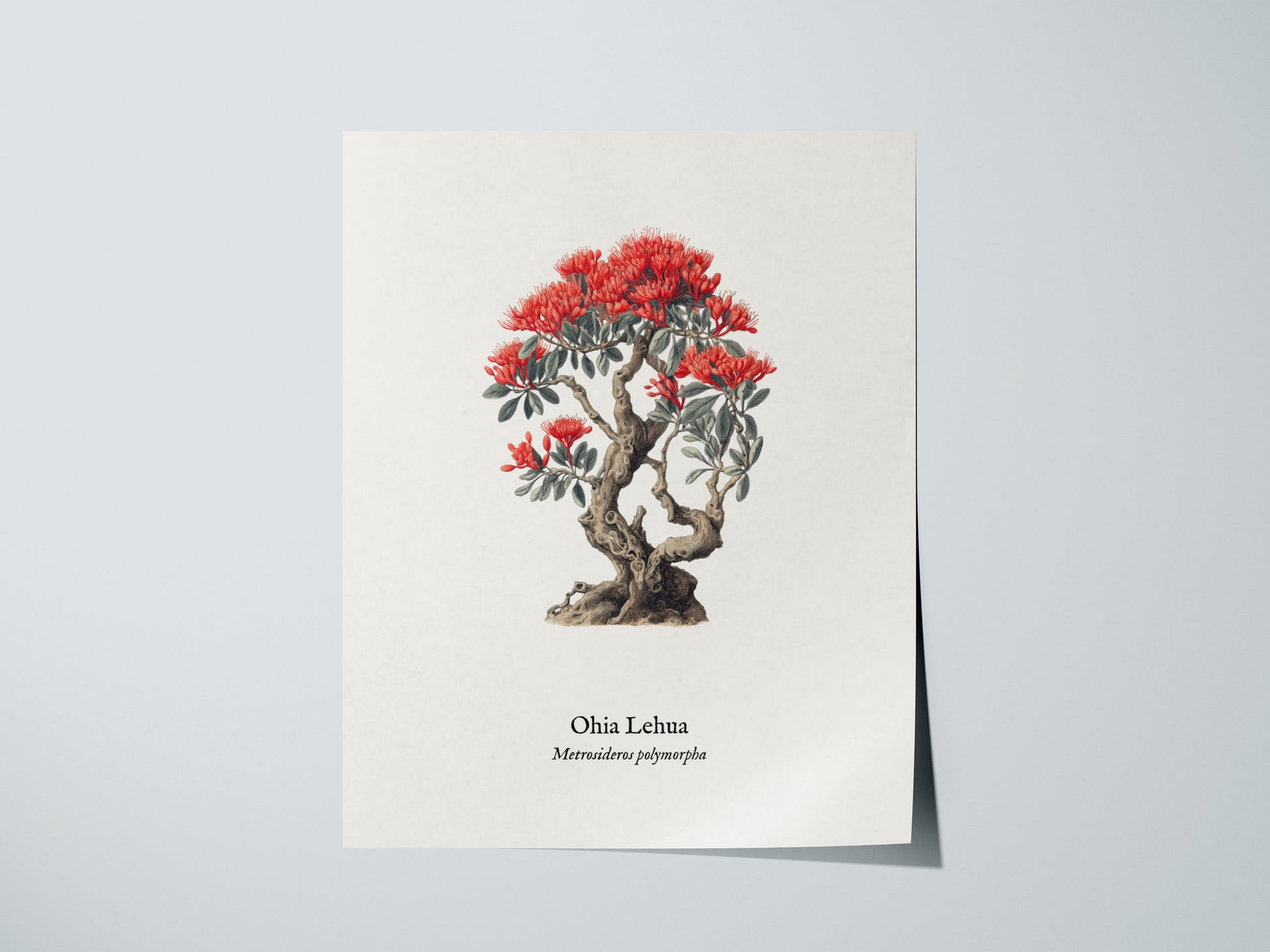 Ohia Lehua Poster | Vintage Metrosideros polymorpha Botanical Illustration Wall Art — giclée print detail on matte paper