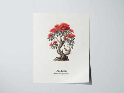 Ohia Lehua Poster | Vintage Metrosideros polymorpha Botanical Illustration Wall Art — giclée print detail on matte paper